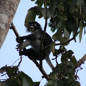 Dusky Langur (Trachypithecus obscurus)