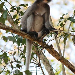Dusky Langur (Trachypithecus obscurus)