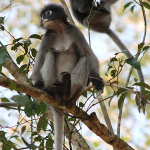 Dusky Langurs (Trachypithecus obscurus)
