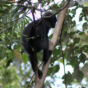Banded Leaf Monkey (Presbytis femoralis robinsoni)