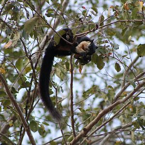 Black Giant Squirrel (Ratufa bicolor)