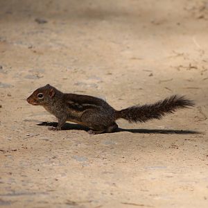 Berdmore's (Indochinese) Ground Squirrel (Menetes berdmorei)