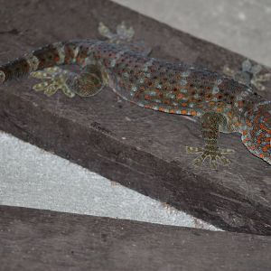 Tokay Gecko (Gekko gecko)