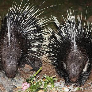 Malayan Crested Porcupines (Hystrix brachyura)