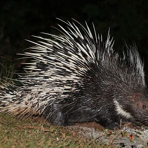 Malayan Crested Porcupine (Hystrix brachyura)