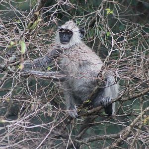 Tufted Grey Langur (Semnopithecus priam)