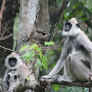 Tufted Grey Langur (Semnopithecus priam)