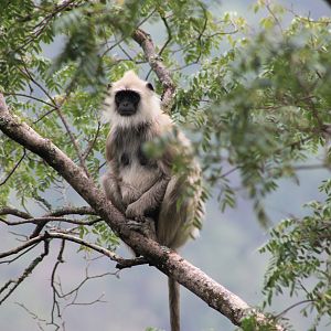 Tufted Grey Langur (Semnopithecus priam)