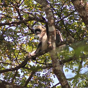 Black-footed Grey Langur (Semnopithecus hypoleucos)