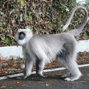 Chamba Sacred Langur (Semnopithecus ajax)