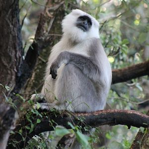 Chamba Sacred Langur (Semnopithecus ajax)