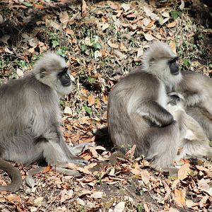Chamba Sacred Langur (Semnopithecus ajax)