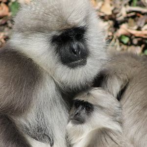 Chamba Sacred Langur (Semnopithecus ajax)
