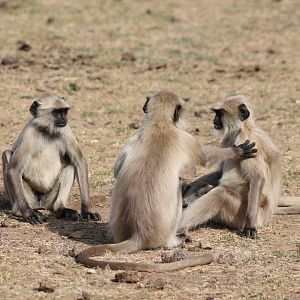 Southern Plains Grey Langur (Semnopithecus dussumieri), play-fighting