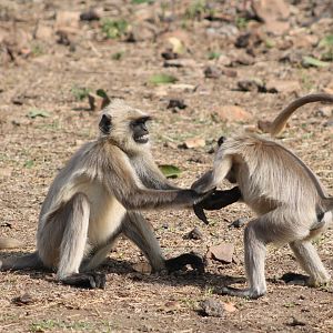 Southern Plains Grey Langur (Semnopithecus dussumieri), play-fighting
