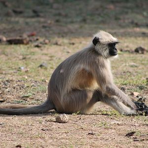 Southern Plains Grey Langur (Semnopithecus dussumieri)