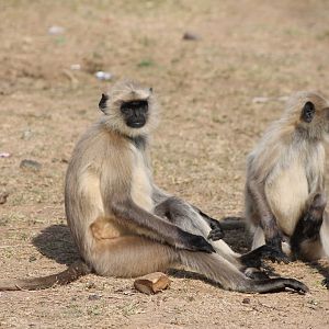 Southern Plains Grey Langur (Semnopithecus dussumieri)