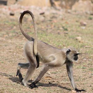 Southern Plains Grey Langur (Semnopithecus dussumieri)