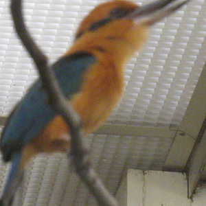 Video- Guam Kingfisher Call