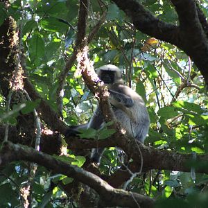 Black-footed Grey Langur (Semnopithecus hypoleucos)