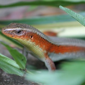 Common Sun Skink (Eutropis multifasciata)