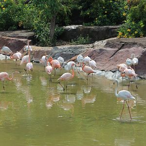Vinpearl Safari - flamingoes