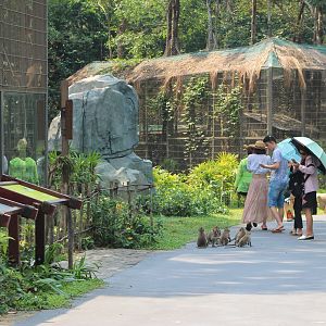 Vinpearl Safari - cageless macaques