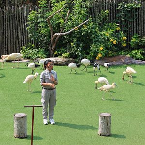 Vinpearl Safari animal show