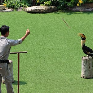 Vinpearl Safari animal show