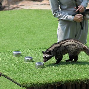 Vinpearl Safari animal show, March 2017