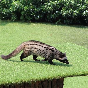 Vinpearl Safari animal show