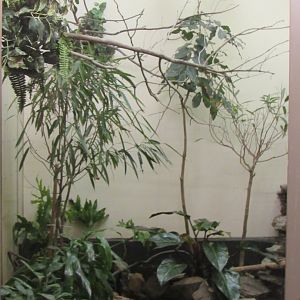 Old Bird House- Aviary 6