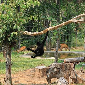 Vinpearl Safari - gibbon and muntjac