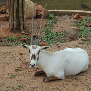 Vinpearl Safari - Arabian Oryx