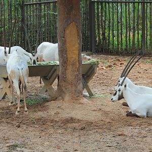 Vinpearl Safari - Arabian Oryx