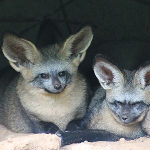 Vinpearl Safari - Bat-eared Fox