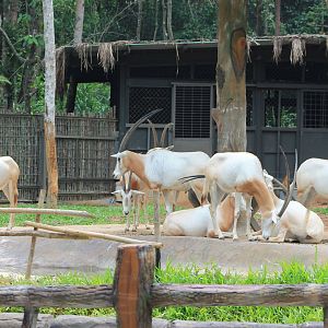 Vinpearl Safari - Scimitar-horned Oryx