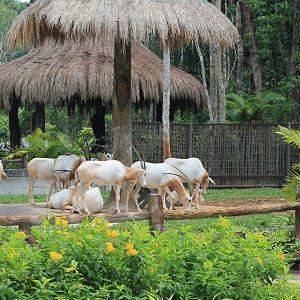 Vinpearl Safari - Scimitar-horned Oryx