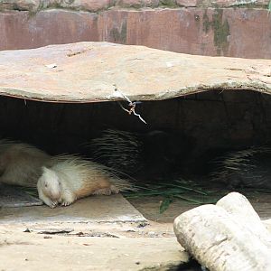 Vinpearl Safari - Malayan Crested Porcupines