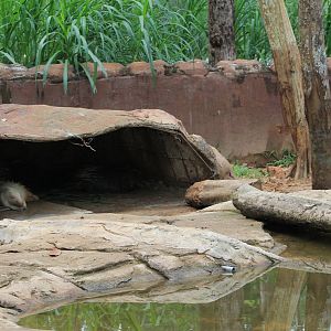 Vinpearl Safari - Malayan Crested Porcupines