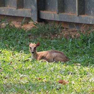 Vinpearl Safari - Blue Duiker