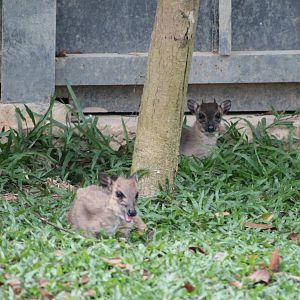 Vinpearl Safari - Blue Duikers