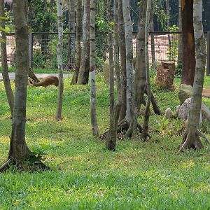 Vinpearl Safari - Klipspringer/Duiker enclosure