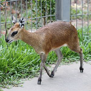 Vinpearl Safari - Klipspringer