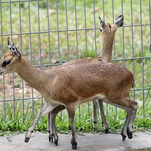 Vinpearl Safari - Klipspringers