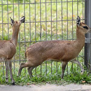 Vinpearl Safari - Klipspringers