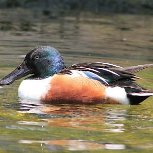 Vinpearl Safari - Northern Shoveller