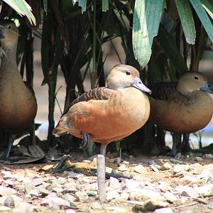 Vinpearl Safari - Lesser Whistling Ducks