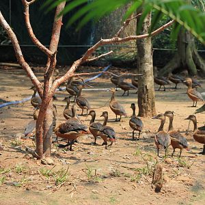 Vinpearl Safari - Lesser Whistling Ducks
