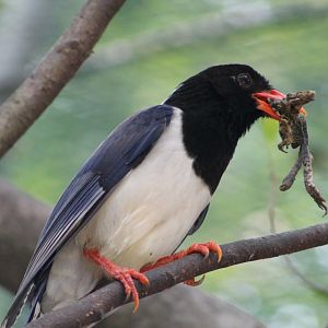 Vinpearl Safari - Red-billed Blue Magpie